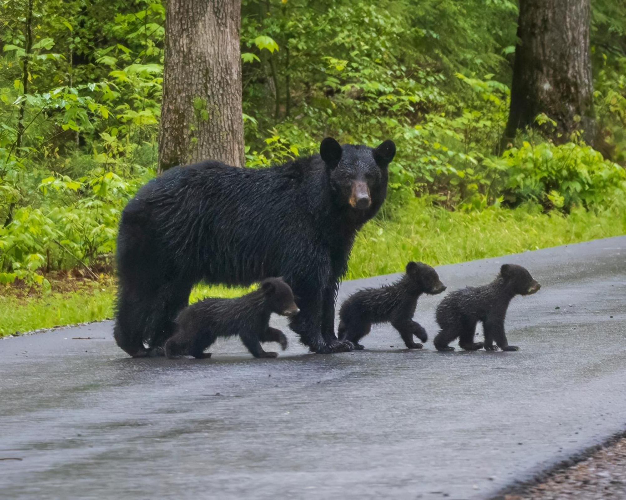 Papa Bear, Hot Tub, Wifi, 1089 Free Tickets Each Paid Day, Dollywood And More セバービル エクステリア 写真